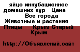 яйцо инкубационное домашних кур › Цена ­ 25 - Все города Животные и растения » Птицы   . Крым,Старый Крым